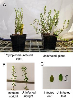 Phytoplasma Infection of Cranberries Benefits Non-vector Phytophagous Insects